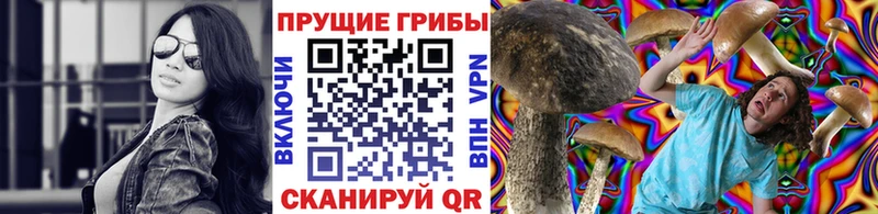 Псилоцибиновые грибы Psilocybe  Гудермес 