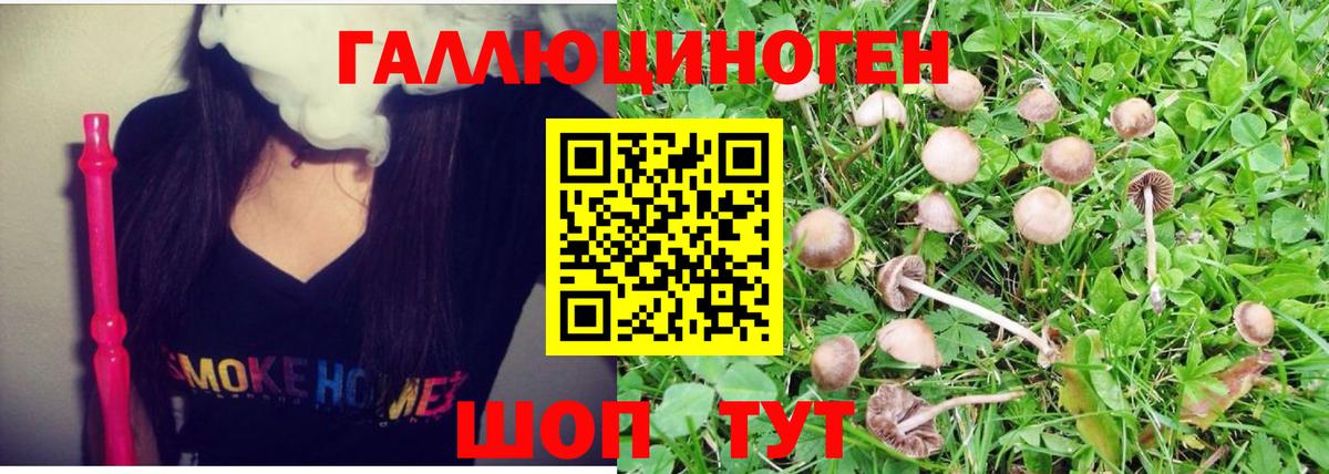 Галлюциногенные грибы прущие грибы  Гудермес 